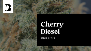 Cherry Diesel Cannabis Strain Review