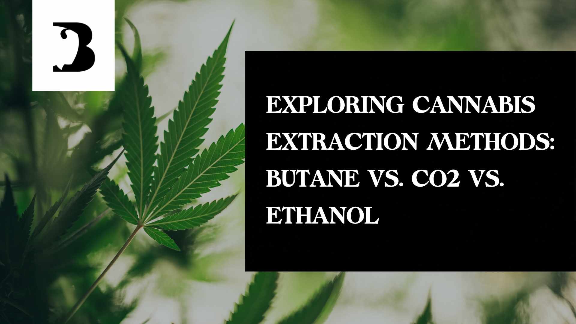 Exploring Cannabis Extraction Methods: Butane vs. CO2 vs. Ethanol